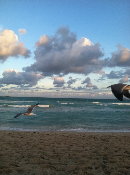 A lot of seagulls, and they aren't camera shy.